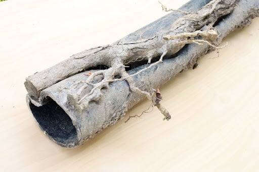 Preventing Tree Roots From Damaging Sewer Lines